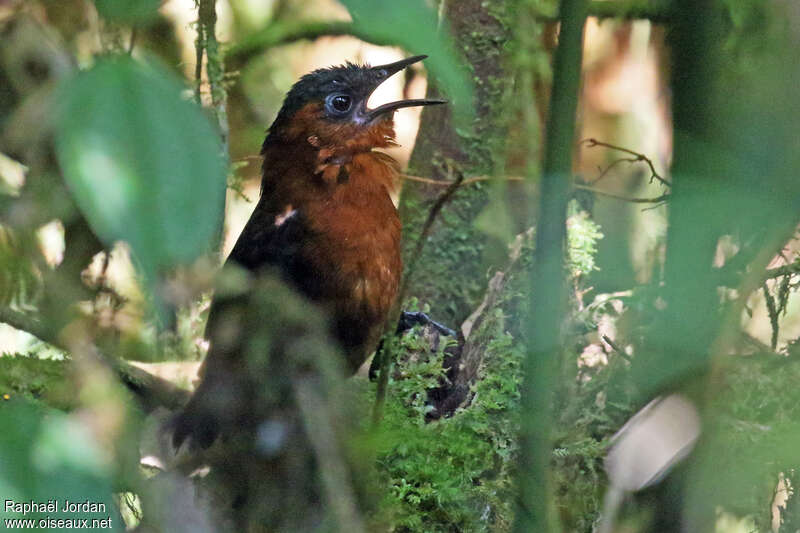 Northern Chestnut-breasted Wren male adult, song