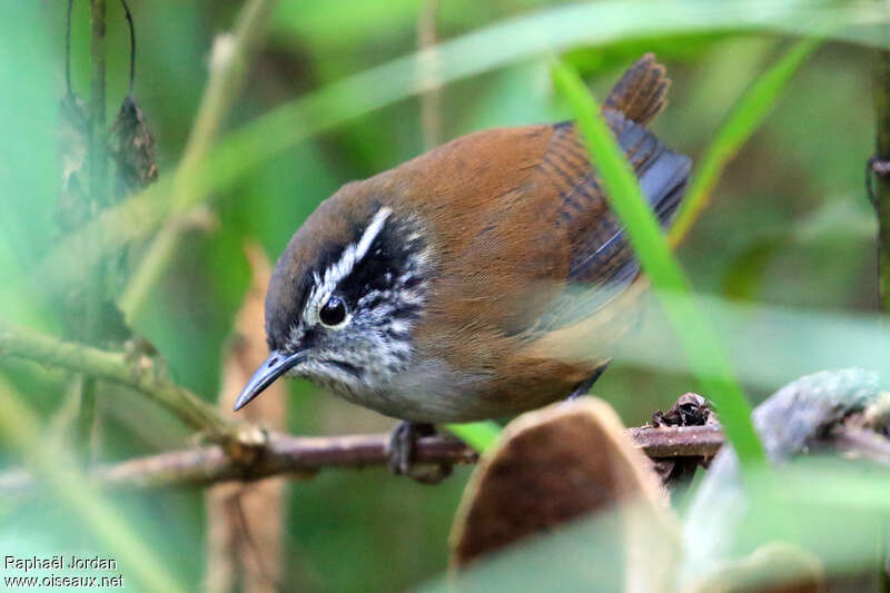 Hermit Wood Wrenadult, identification