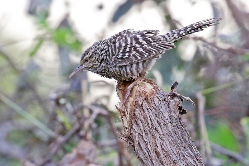 Troglodyte fasciéadulte