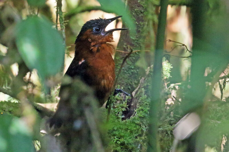 Chestnut-breasted Wren male adult, song