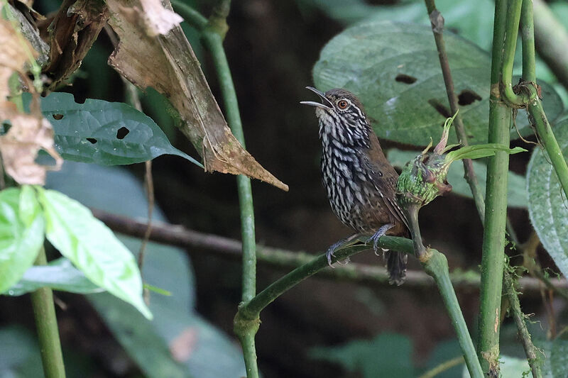 Stripe-breasted Wrenadult, song