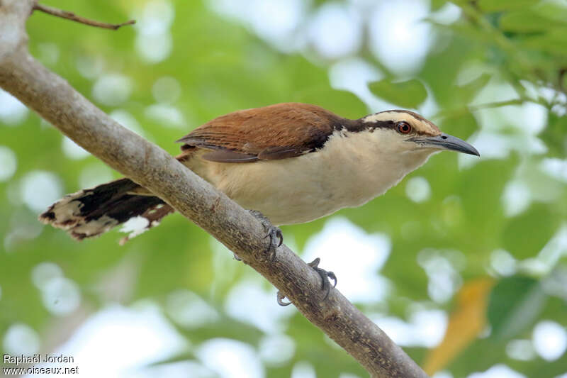 Troglodyte géantadulte, identification