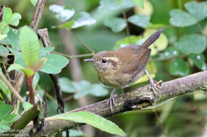 Mountain Wrenadult, close-up portrait, pigmentation