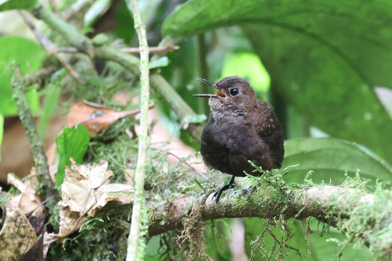 Northern Nightingale-Wrenadult