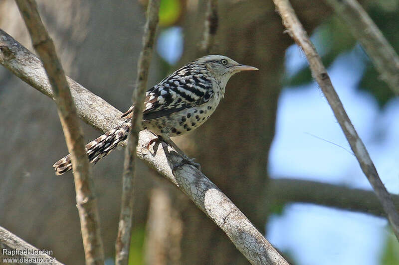 Troglodyte rayéadulte, identification