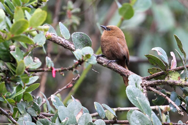 Rufous Wrenadult