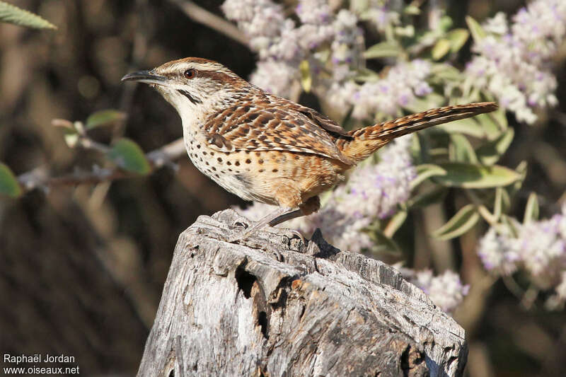 Troglodyte tachetéadulte, identification