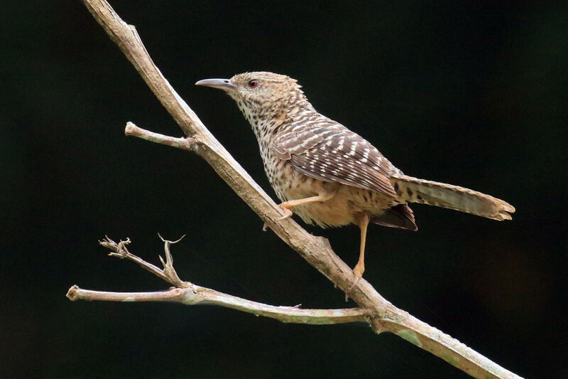 Band-backed Wrenadult