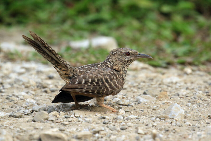 Band-backed Wrenadult