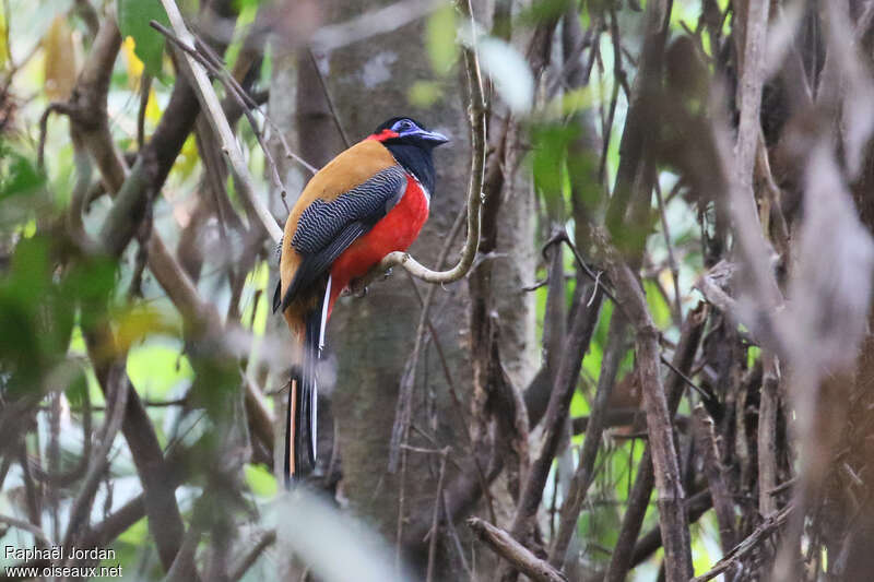 Trogon à nuque rouge mâle adulte