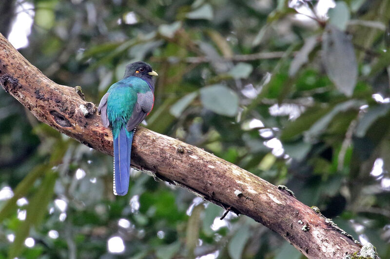 Trogon à queue barrée mâle adulte