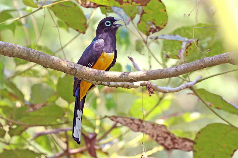 Trogon à tête noire mâle adulte