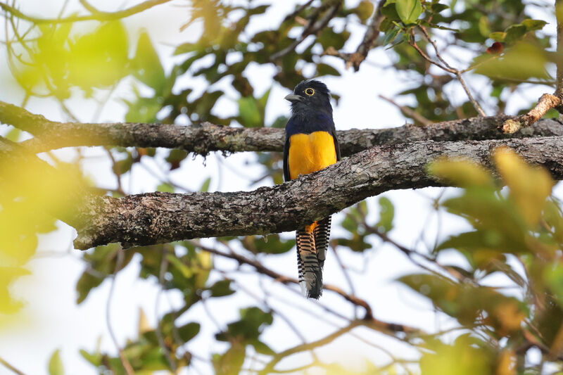 Amazonian Trogon male adult