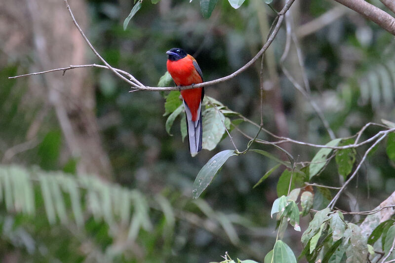 Trogon de Duvaucel mâle adulte