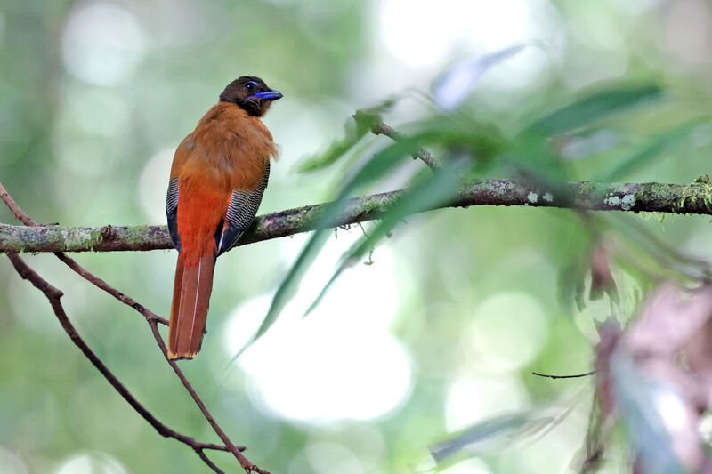 Trogon de Duvaucel mâle