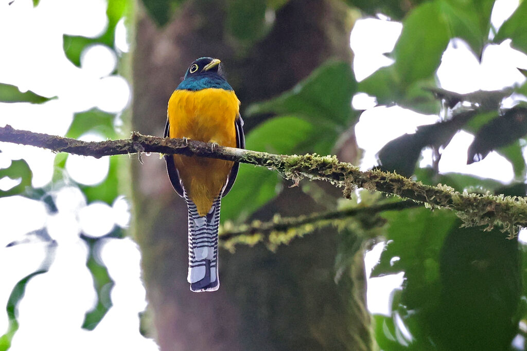 Choco Black-throated Trogon