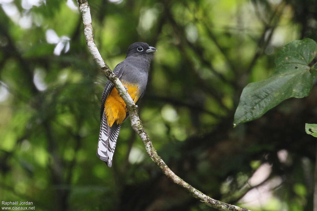 Trogon de Sclater