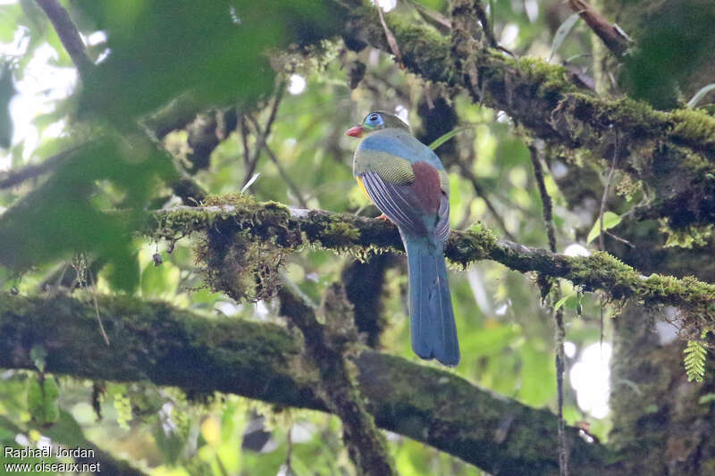 Trogon de Sumatraadulte