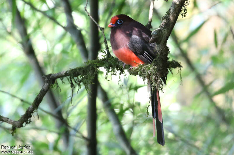 Trogon de Ward mâle adulte nuptial, identification