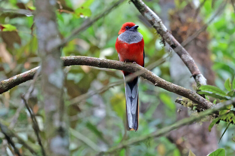 Trogon de Whitehead mâle adulte