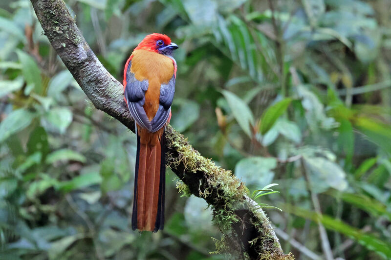 Trogon de Whitehead mâle adulte