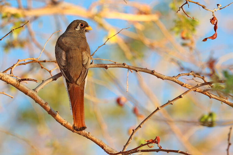 Trogon élégant femelle adulte