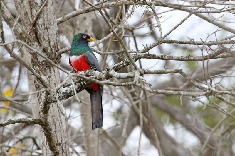 Trogon équatorien mâle adulte