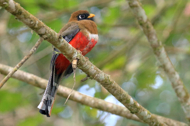 Trogon masqué femelle adulte