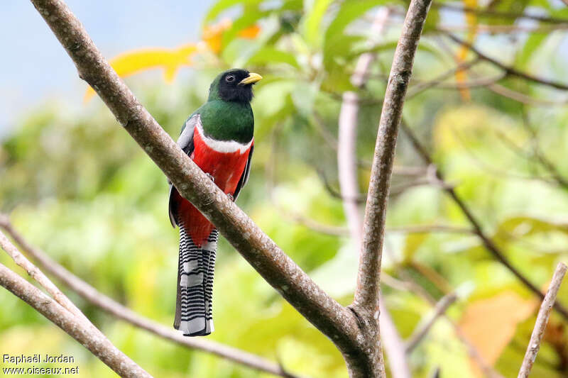 Trogon rosalba mâle adulte, habitat, pigmentation