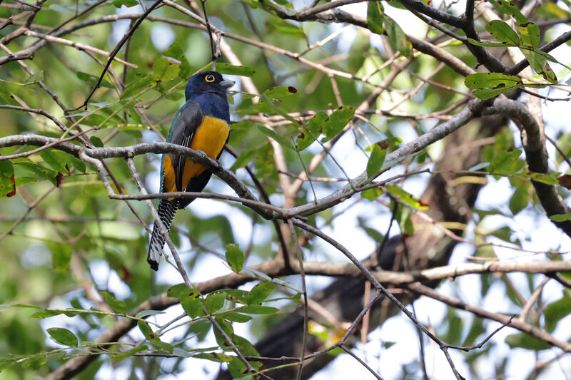 Trogon violacé mâle adulte