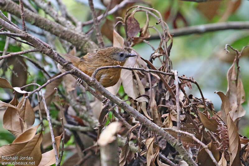 Tawny-breasted Wren-Babbleradult