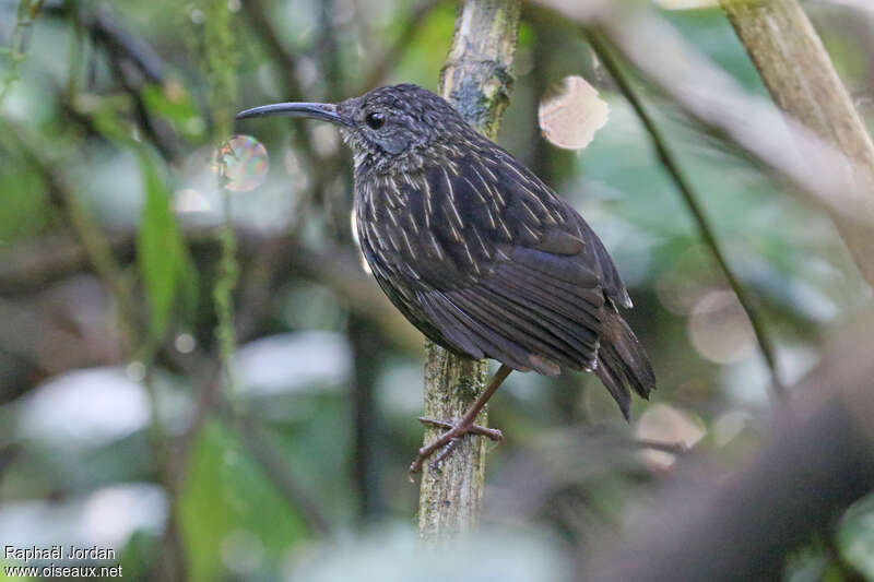 Sumatran Wren-Babbleradult, identification