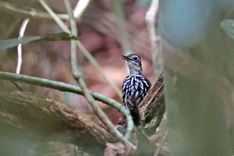 Bornean Wren-Babbler