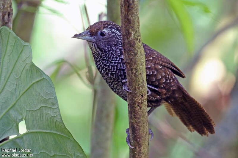 Cachar Wedge-billed Babbleradult breeding, identification