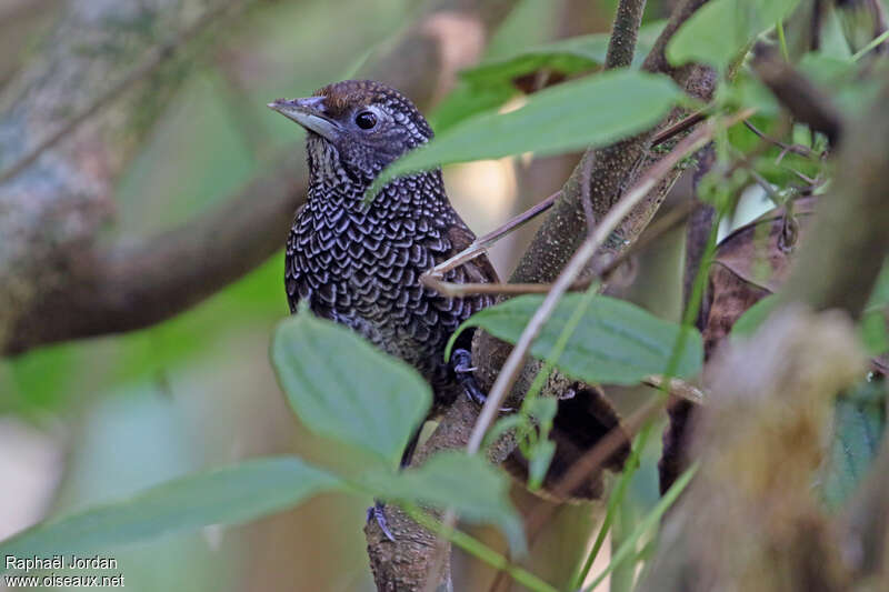 Cachar Wedge-billed Babbleradult breeding, close-up portrait