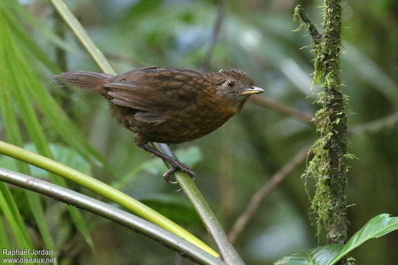 Turdinule de Sumatraadulte, identification