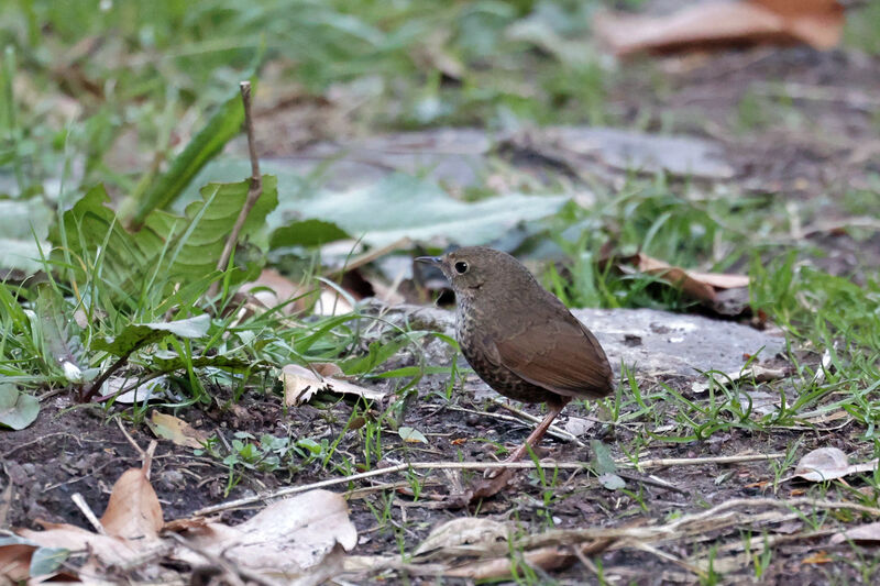 Nepal Cupwingadult