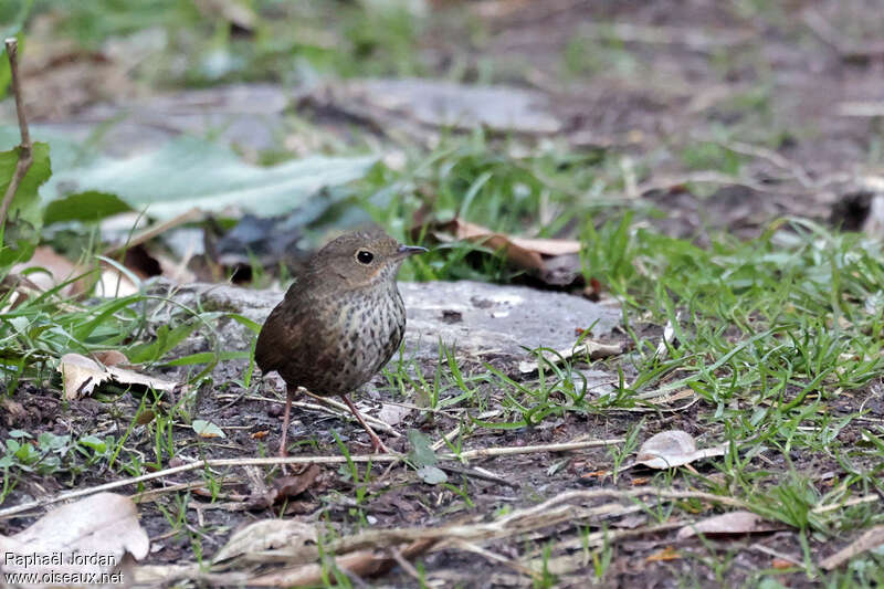 Nepal Cupwingadult