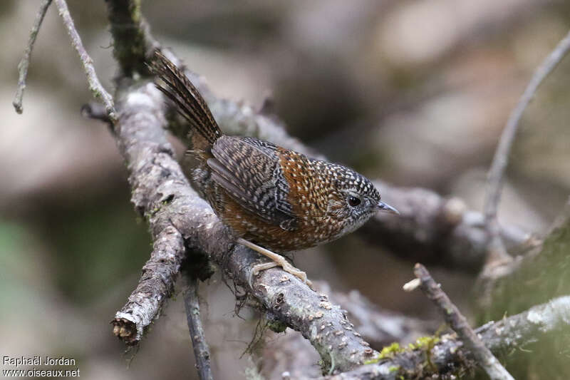 Bar-winged Wren-Babbleradult breeding, identification