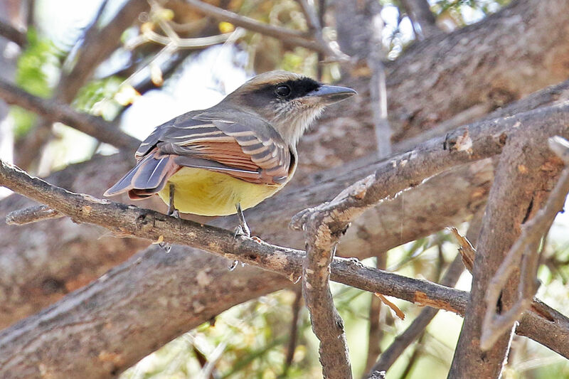 Baird's Flycatcheradult