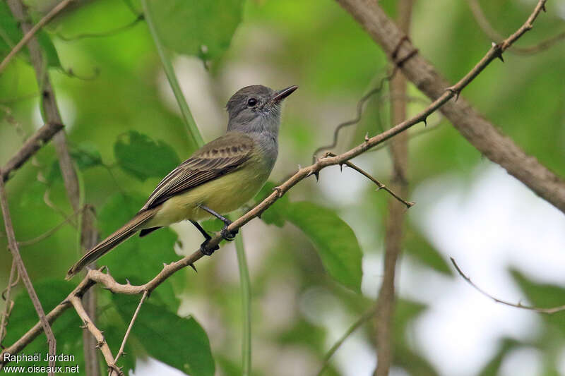 Tyran du Panamaadulte, identification