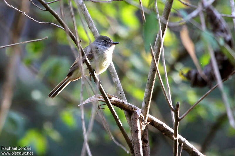 Flammulated Flycatcheradult, habitat