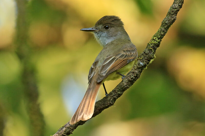 Dusky-capped Flycatcheradult