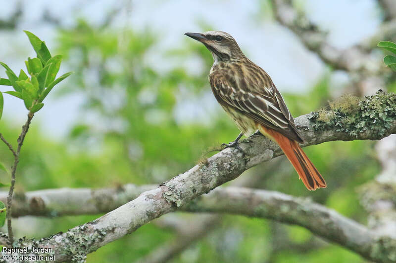 Sulphur-bellied Flycatcheradult, identification