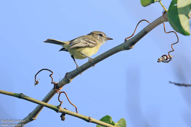 Tyranneau à bec finadulte, identification