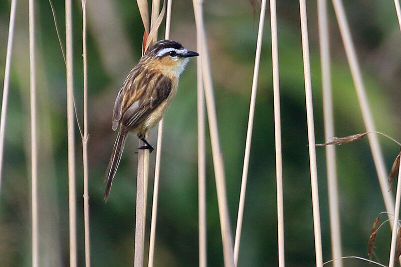 Sharp-tailed Grass Tyrantadult