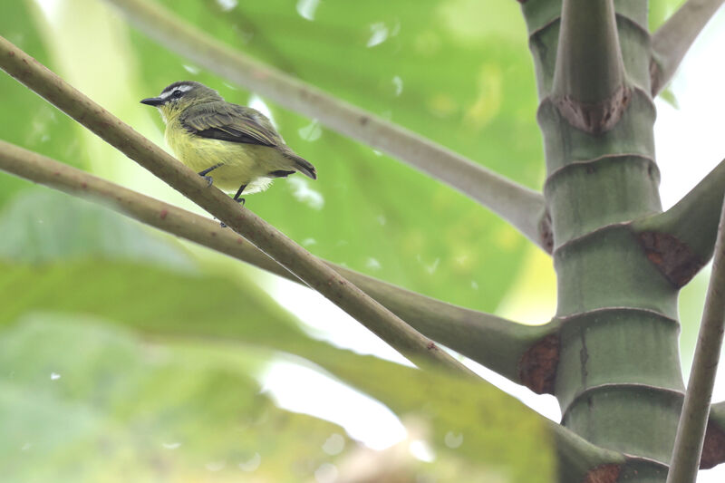 Brown-capped Tyrannuletadult