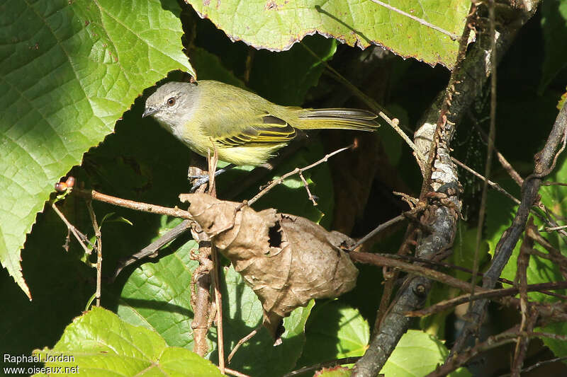 Tyranneau à tête griseadulte