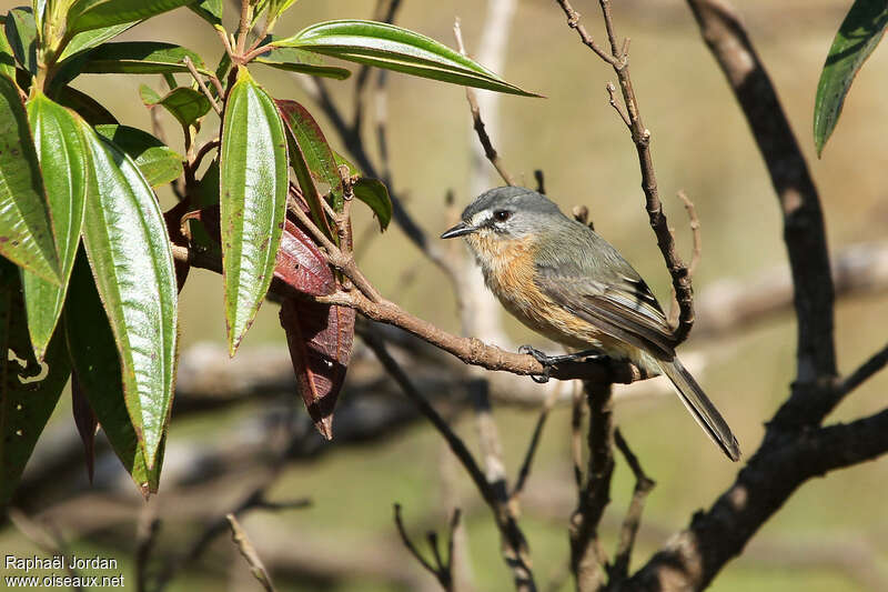 Grey-backed Tachuriadult, identification