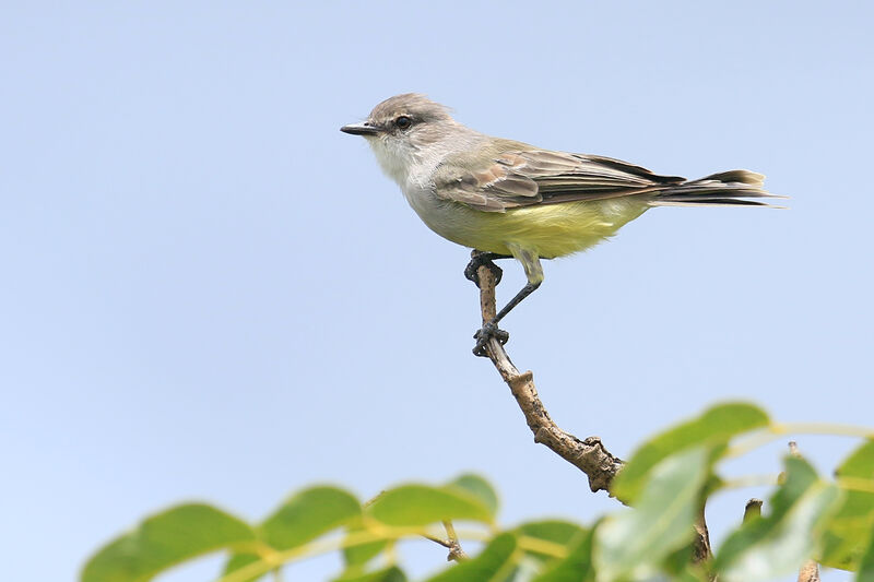 Tyranneau de Chapadaadulte